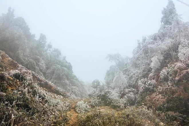 Rét khủng khiếp, cây cối hóa đá trên đỉnh Mù Cang Chải